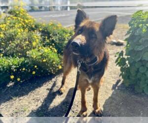 German Shepherd Dog Dogs for adoption in Martinez, CA, USA