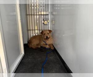 Cairn Terrier-Unknown Mix Dogs for adoption in Visalia, CA, USA