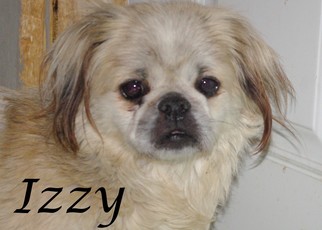Lhasanese Dogs for adoption in Longview, WA, USA