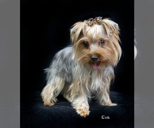 Mutt Dogs for adoption in Hot Springs Village, AR, USA