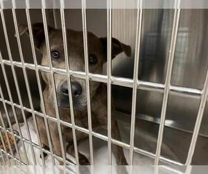 American Pit Bull Terrier-Unknown Mix Dogs for adoption in Waco, TX, USA