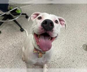 American Bulldog Dogs for adoption in Brighton, CO, USA