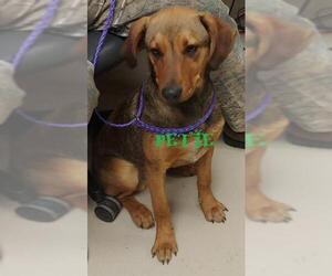 Mountain Cur Dogs for adoption in Johnson City, TN, USA