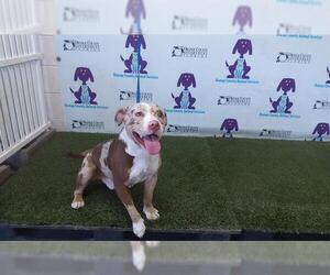 American Pit Bull Terrier-Catahoula Leopard Dog Mix Dogs for adoption in Orlando, FL, USA