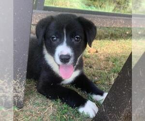 Borador Dogs for adoption in Little Rock, AR, USA