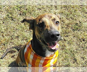 Mountain Cur-Unknown Mix Dogs for adoption in Anniston, AL, USA