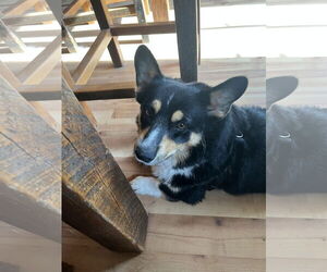 Pembroke Welsh Corgi Dogs for adoption in Denver , CO, USA