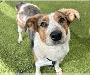 Mutt Dogs for adoption in Raleigh, NC, USA