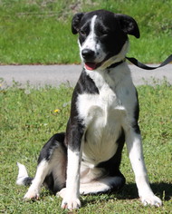 Border Collie Dogs for adoption in Prattville, AL, USA