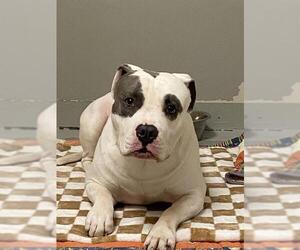 Staffordshire Bull Terrier Dogs for adoption in Sugar Land, TX, USA