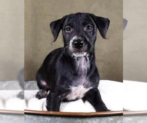 Jacairn Dogs for adoption in Sheridan, CO, USA