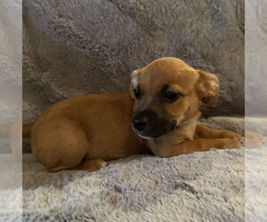 French Bull Weiner Dogs for adoption in Claremore, OK, USA