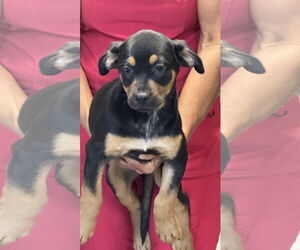 Mutt Dogs for adoption in Royal Palm Beach, FL, USA