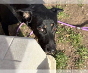 German Shepherd Dog-Unknown Mix Dogs for adoption in Tulsa, OK, USA