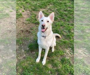 - Mix Dogs for adoption in Hoffman Estates, IL, USA