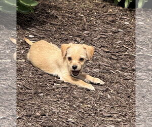 Chihuahua-Unknown Mix Dogs for adoption in Wheaton, IL, USA