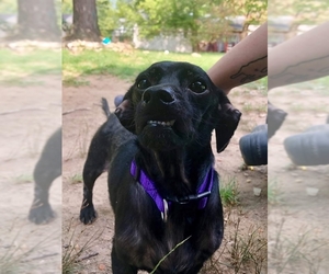 Chiweenie Dogs for adoption in Woodbridge, VA, USA