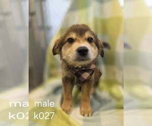 Aussiedor Dogs for adoption in SHERBURNE, NY, USA