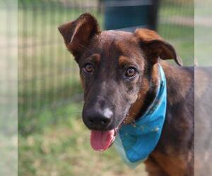 German Shepherd Dog-Unknown Mix Dogs for adoption in San Antonio, TX, USA