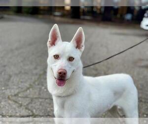 Siberian Husky Dogs for adoption in Santa Rosa, CA, USA