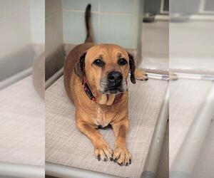 Mastiff Dogs for adoption in Fort Lauderdale, FL, USA