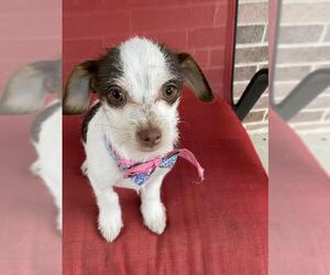 Jackie-Bichon Dogs for adoption in Katy, TX, USA
