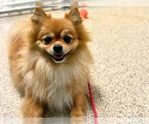 Pomeranian Dogs for adoption in Ames, IA, USA