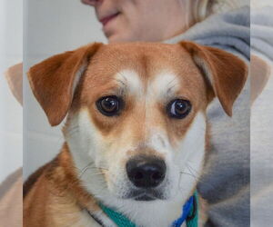 Beagle-Unknown Mix Dogs for adoption in Huntley, IL, USA