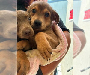 German Shepherd Dog Dogs for adoption in Stockton, CA, USA