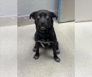 Labrador Retriever-Unknown Mix Dogs for adoption in Las Vegas, NV, USA