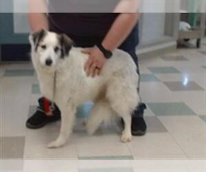 Border Collie-Unknown Mix Dogs for adoption in Oklahoma City, OK, USA