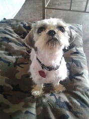 Shih Tzu Dogs for adoption in Goodyear, AZ, USA