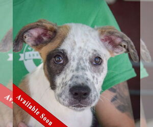 American Staffordshire Terrier-Boxer Mix Dogs for adoption in Huntley, IL, USA