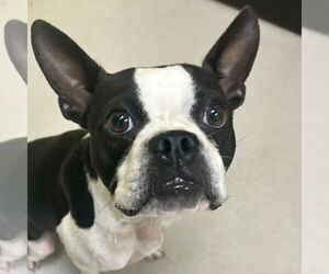 Boston Terrier-Unknown Mix Dogs for adoption in Jefferson, WI, USA