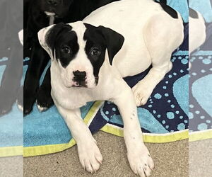 Labrador Retriever-Unknown Mix Dogs for adoption in Sterling, MA, USA