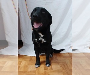 Labrador Retriever-Unknown Mix Dogs for adoption in Trenton, MO, USA