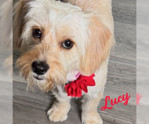 Miniature Schnauzer-Poodle (Miniature) Mix Dogs for adoption in HOUSTON, TX, USA