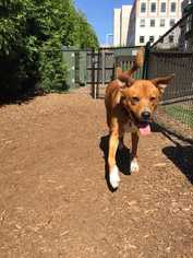 Labrador Retriever Dogs for adoption in Durham, NC, USA