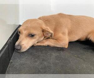 Chihuahua-Unknown Mix Dogs for adoption in Bakersfield, CA, USA