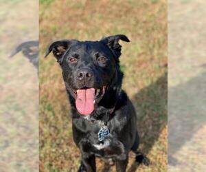 Labrador Retriever Dogs for adoption in Virginia Beach, VA, USA