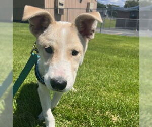 Huskies -Unknown Mix Dogs for adoption in Salt Lake City, UT, USA