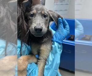 German Shepherd Dog-Unknown Mix Dogs for adoption in Bakersfield, CA, USA