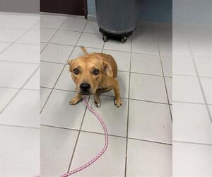 Labrador Retriever-Unknown Mix Dogs for adoption in Corpus Christi, TX, USA