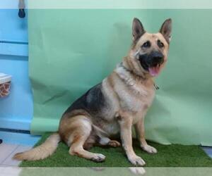German Shepherd Dog Dogs for adoption in Downey, CA, USA