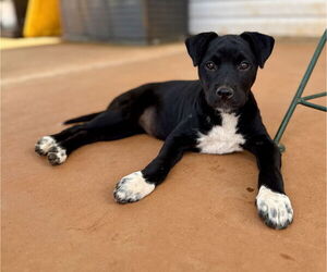 Mutt Dogs for adoption in Greenville, SC, USA