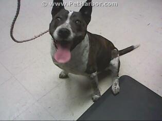 Medium Photo #1 American Pit Bull Terrier-Australian Cattle Dog Mix Puppy For Sale in Stockton, CA, USA