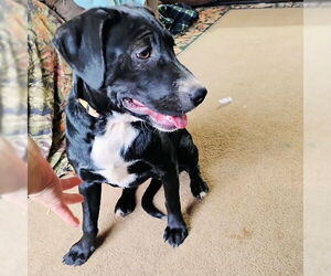 Labrador Retriever Dogs for adoption in Rutherfordton, NC, USA