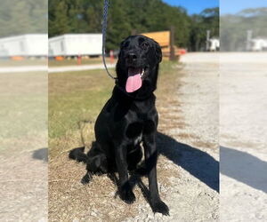 Mutt Dogs for adoption in Rockaway, NJ, USA