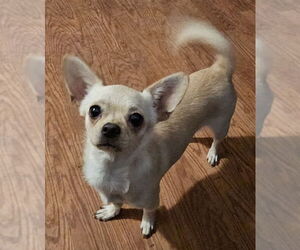 Chug Dogs for adoption in Olalla, WA, USA