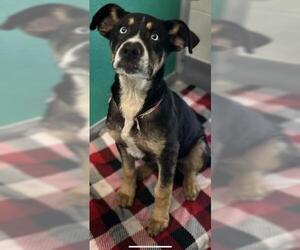 German Shepherd Dog-Unknown Mix Dogs for adoption in Visalia, CA, USA